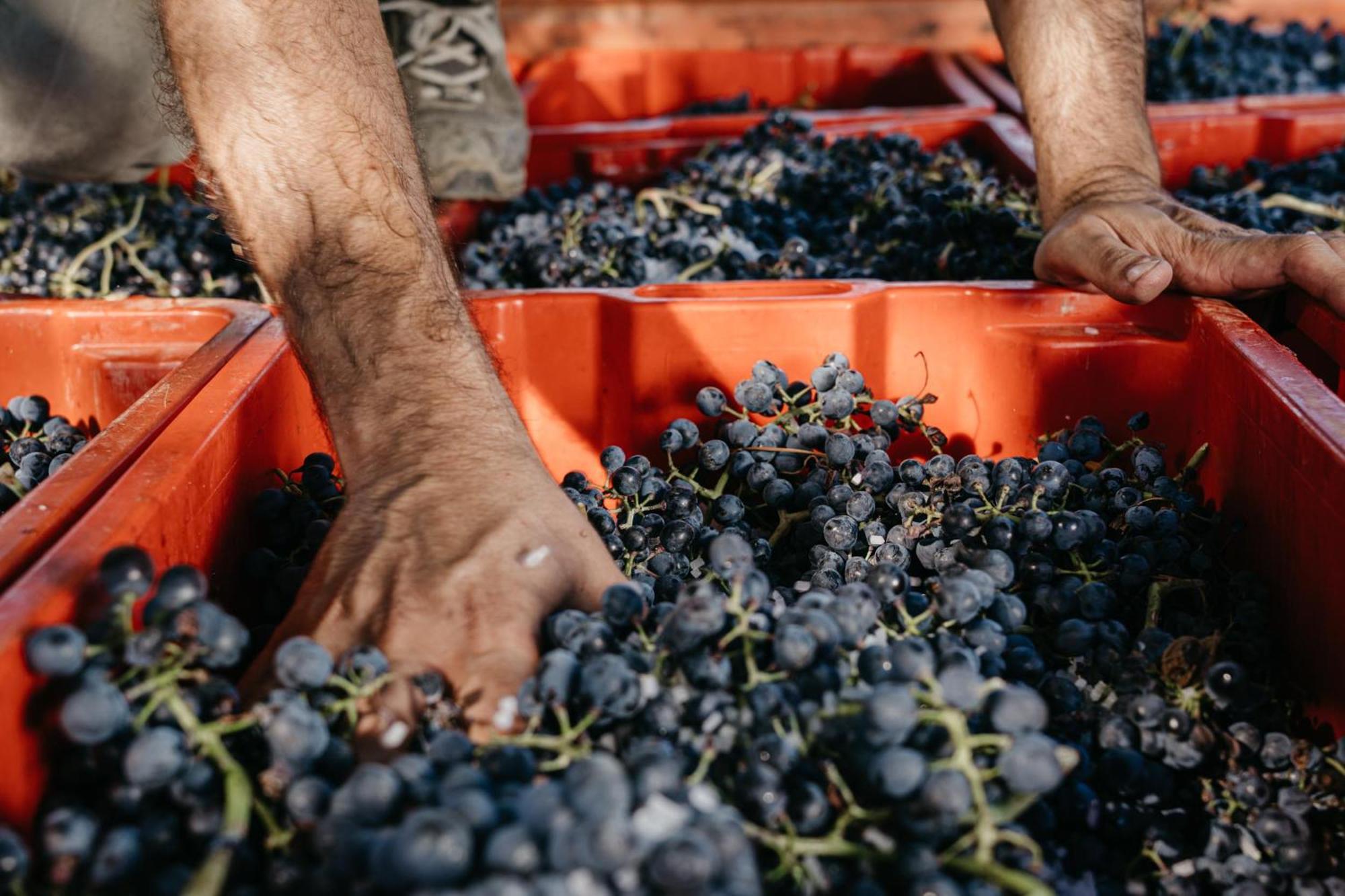 Il Querciolo - Azienda Biologica, Agriturismo E Cantina Marciano della Chiana Zewnętrze zdjęcie