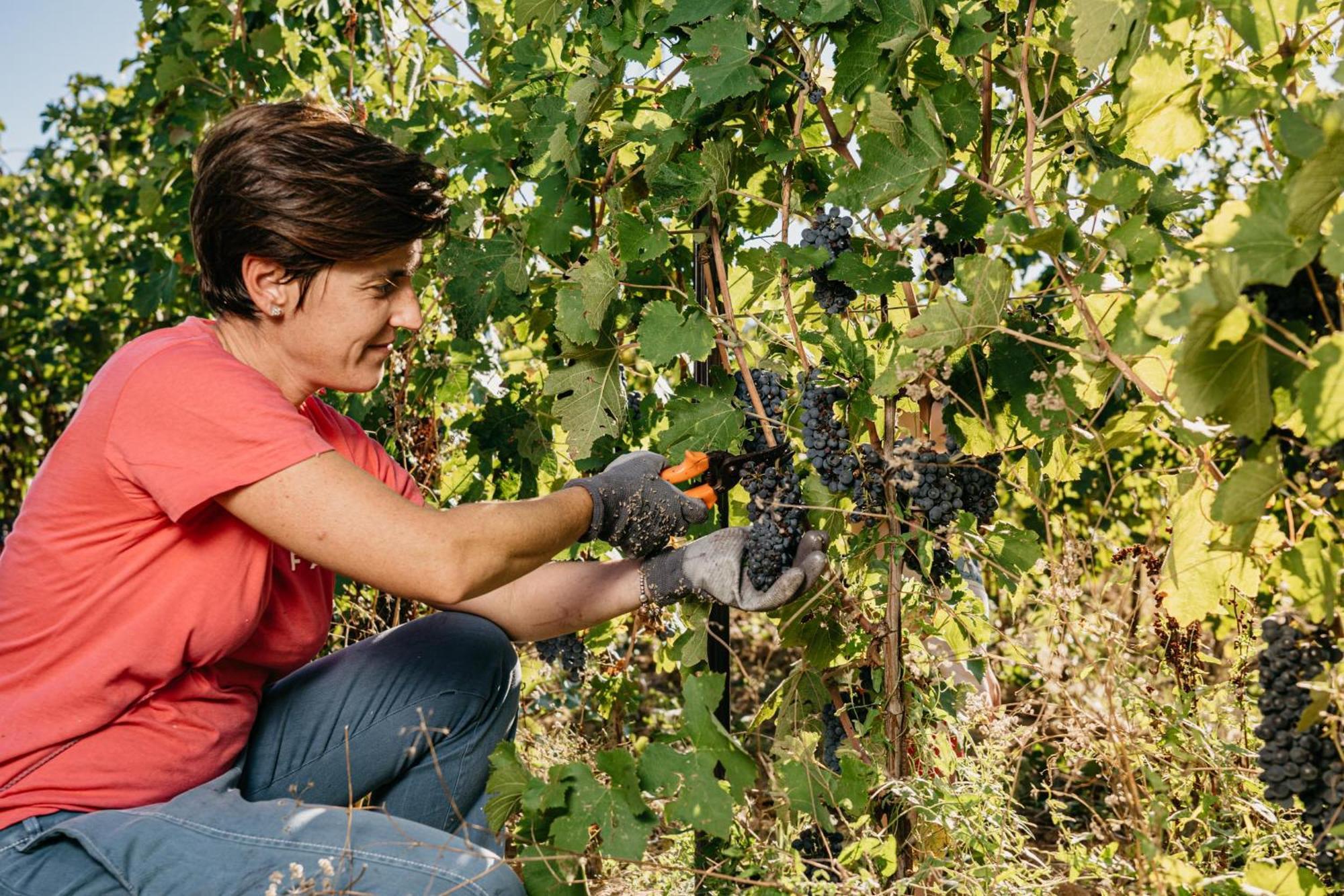 Il Querciolo - Azienda Biologica, Agriturismo E Cantina Marciano della Chiana Zewnętrze zdjęcie