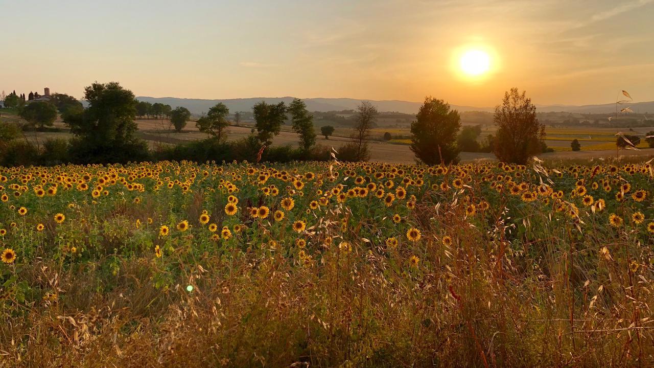 Il Querciolo - Azienda Biologica, Agriturismo E Cantina Marciano della Chiana Zewnętrze zdjęcie